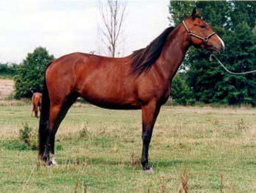 ARABE BARBE (POULINIERE)